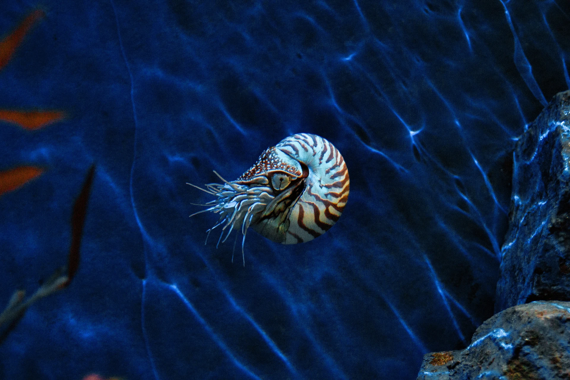 Living Dinosaurs Nautilus