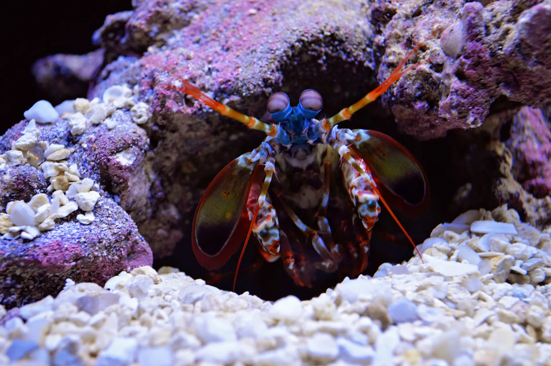 Mantis Shrimp A Punch to Remember