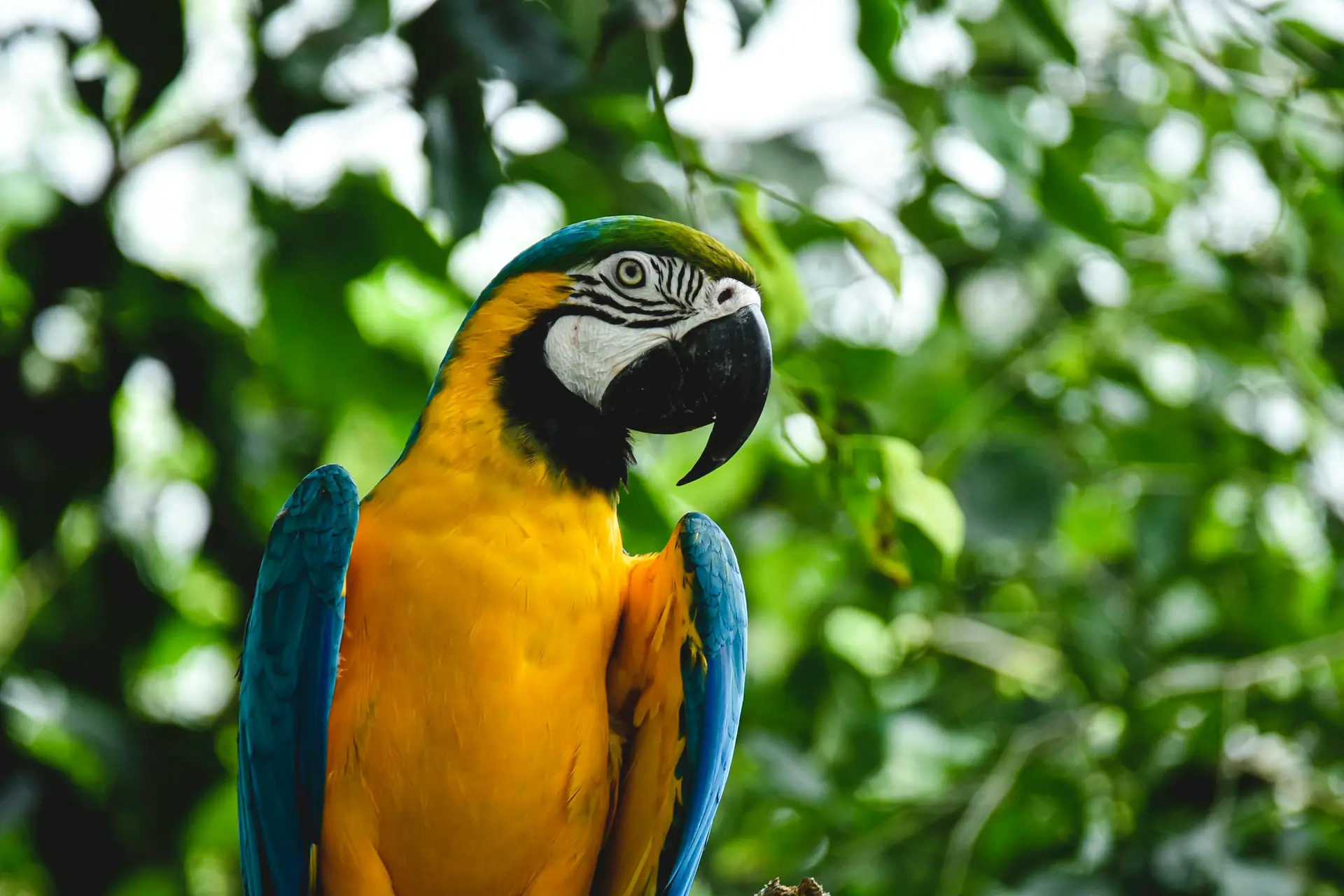 Most Colorful Birds Blue and yellow Macaw