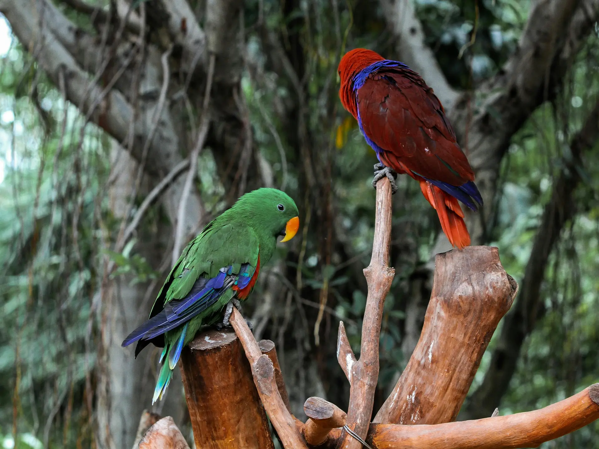 Most Colorful Birds Eclectus Parrot