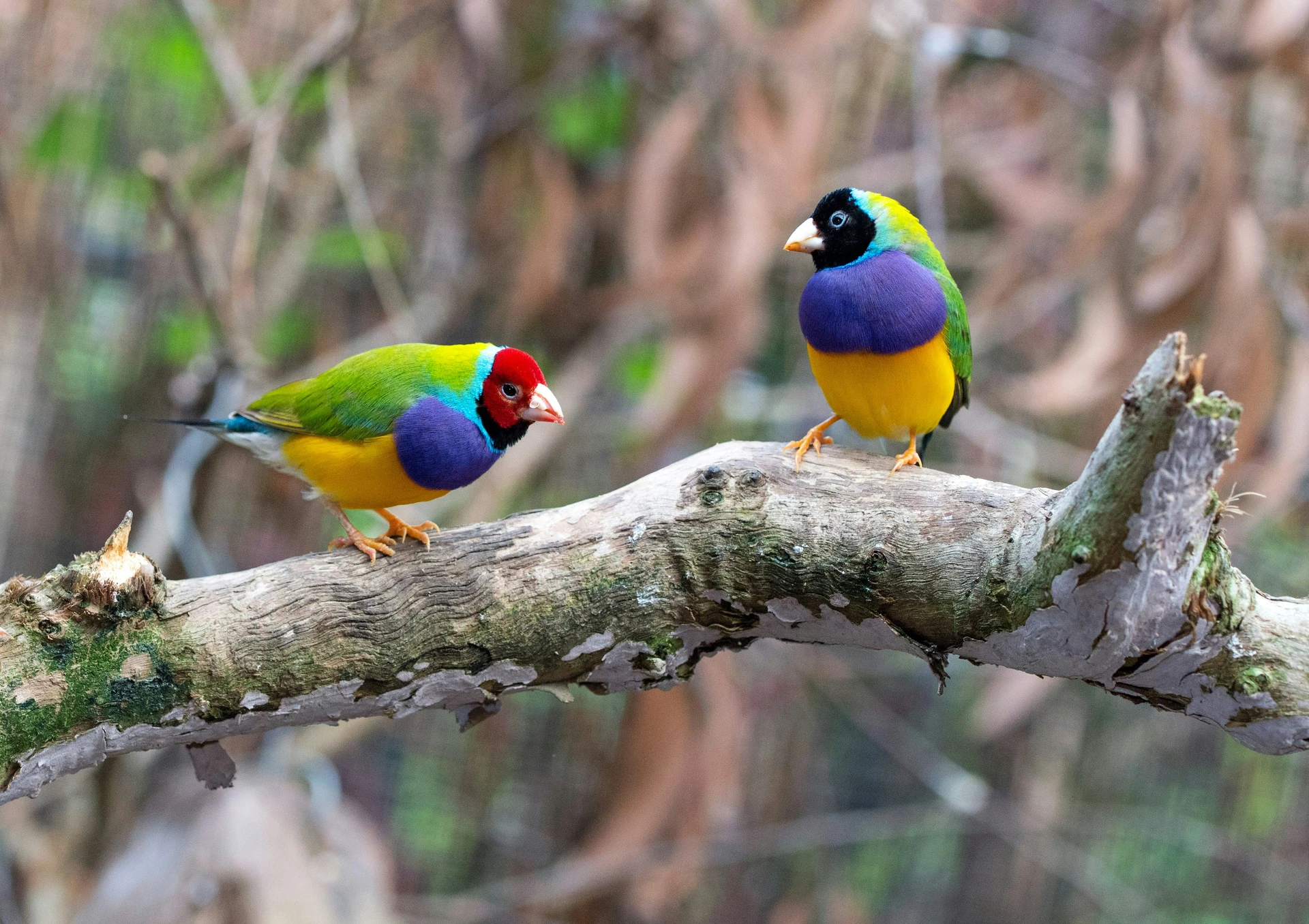 Most Colorful Birds Gouldian Finch