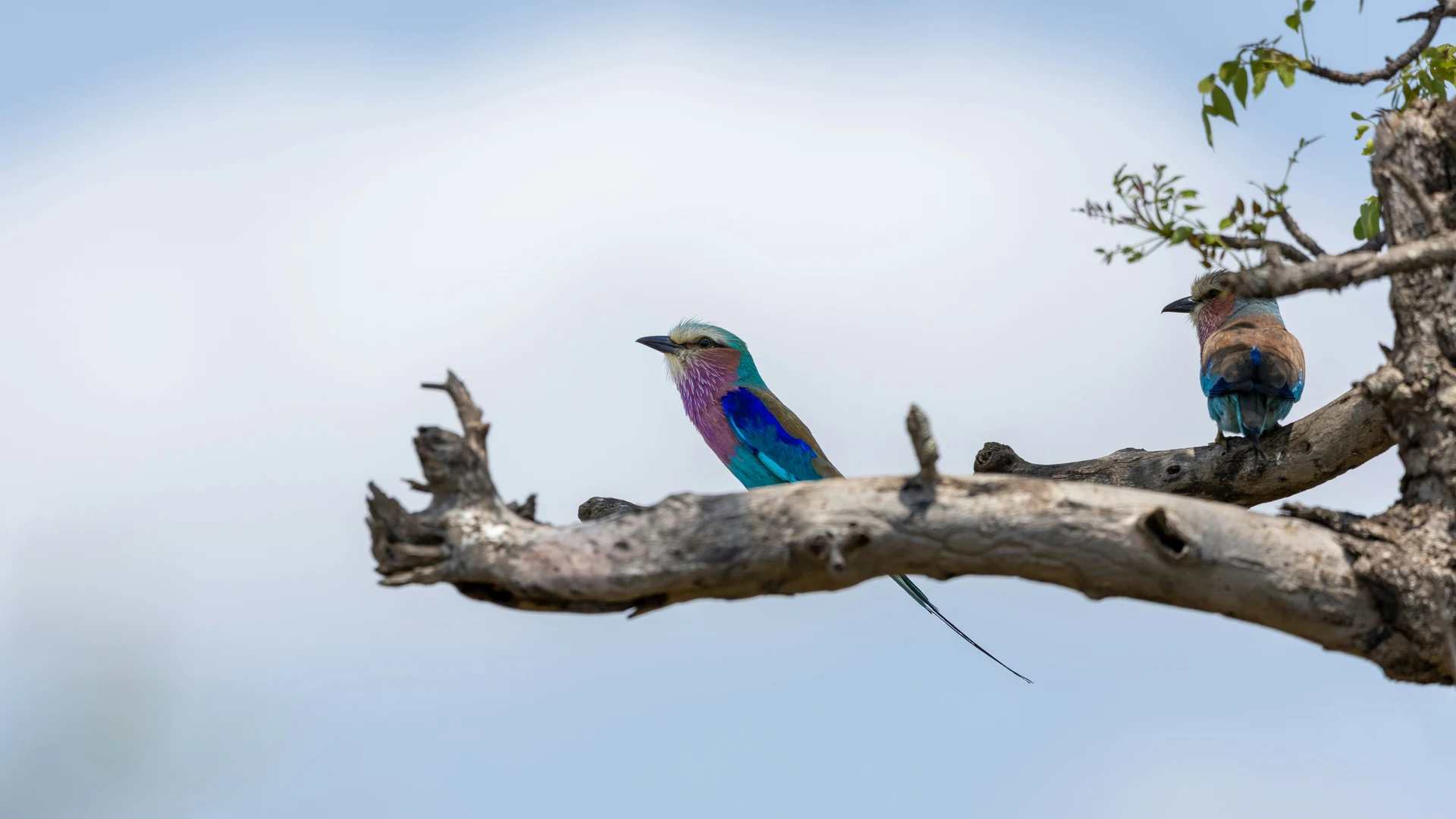 Most Colorful Birds Lilac breasted Roller