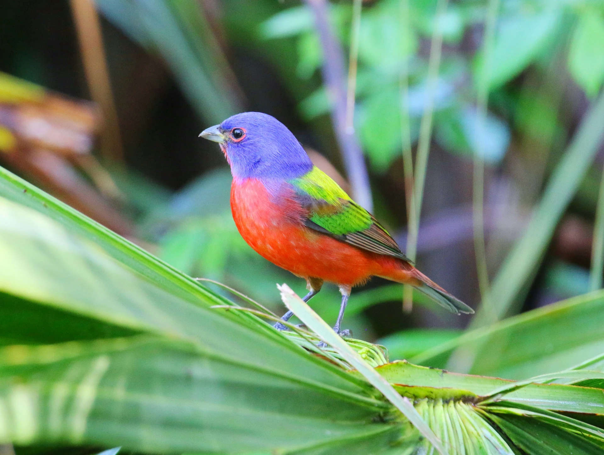 Most Colorful Birds Painted Bunting