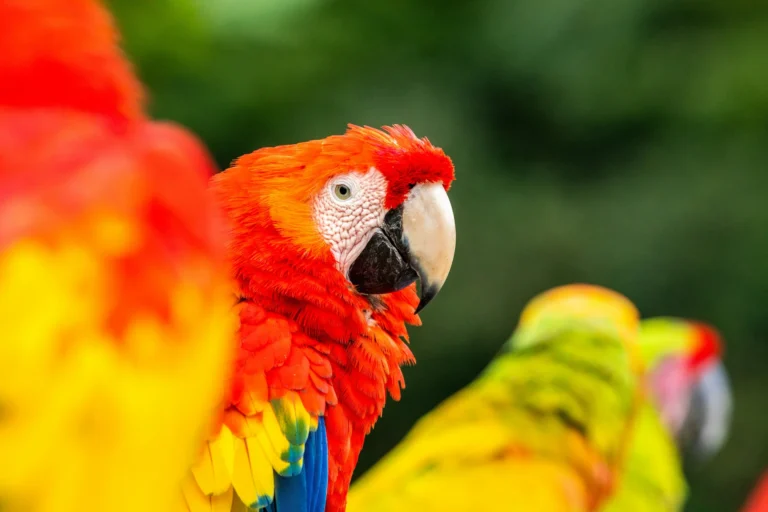 List of 10 Most Colorful Birds