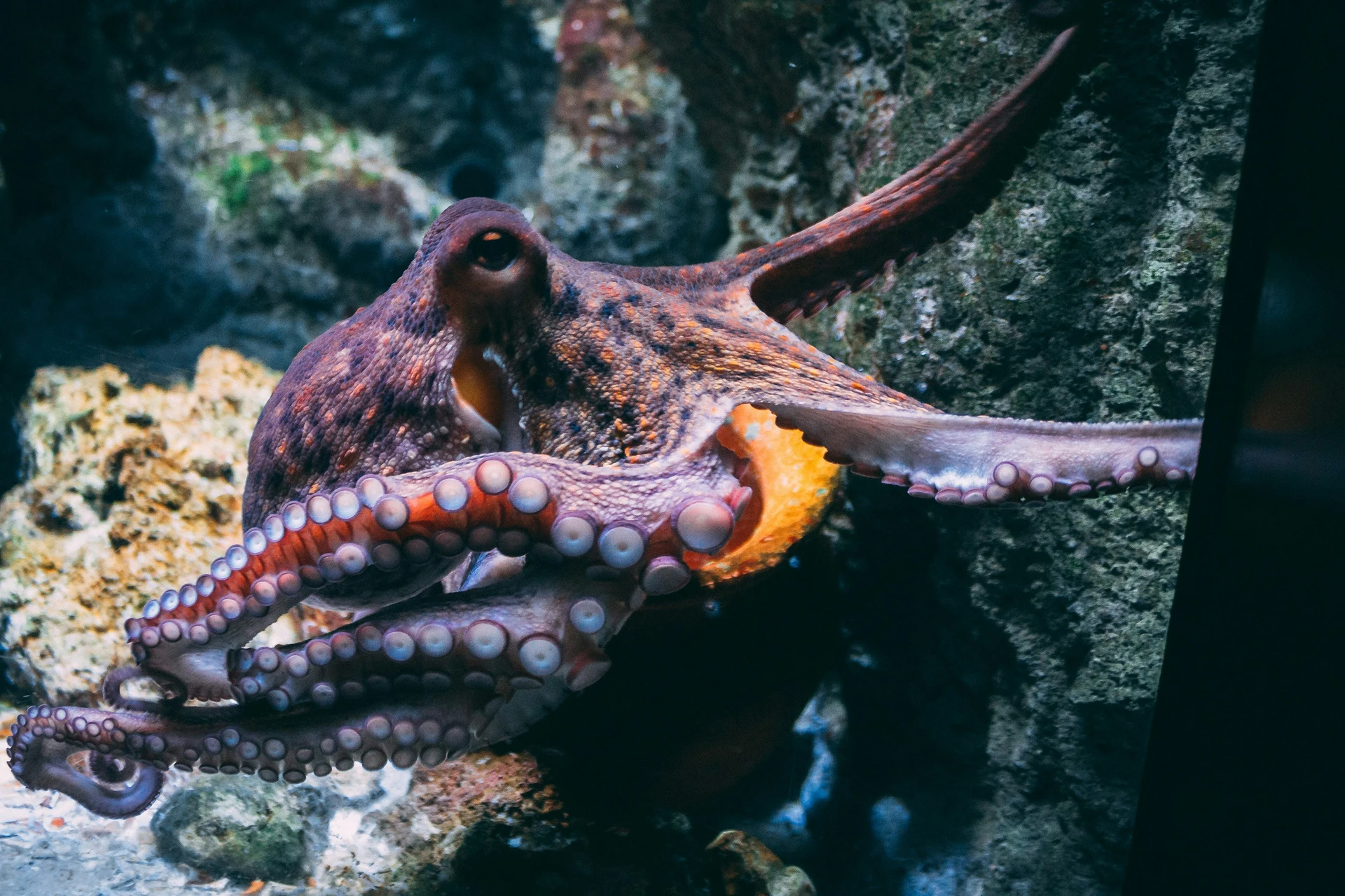 Octopus Facts Incredible Intelligence Tests