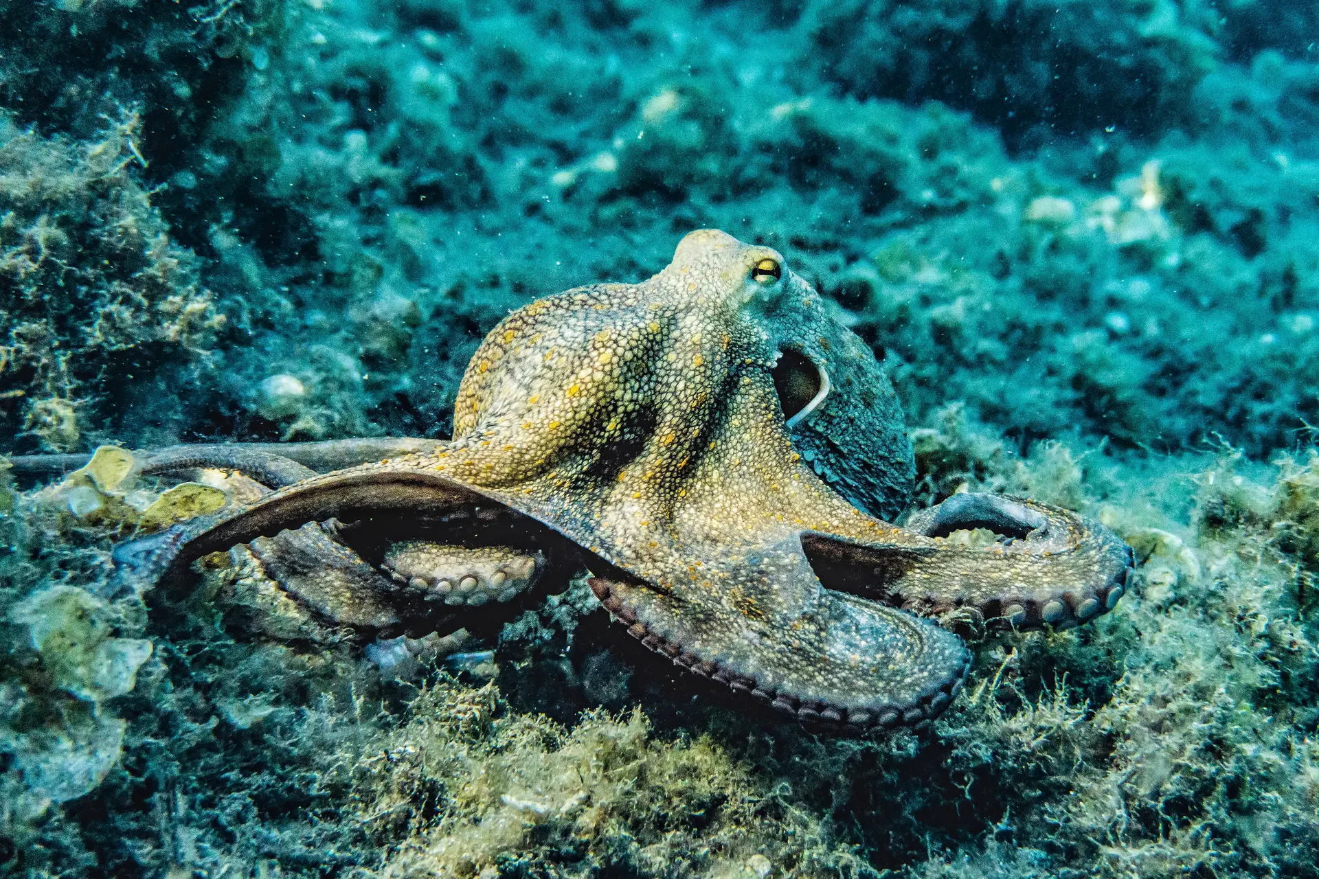 Octopus Facts Jet Propelled Mobility