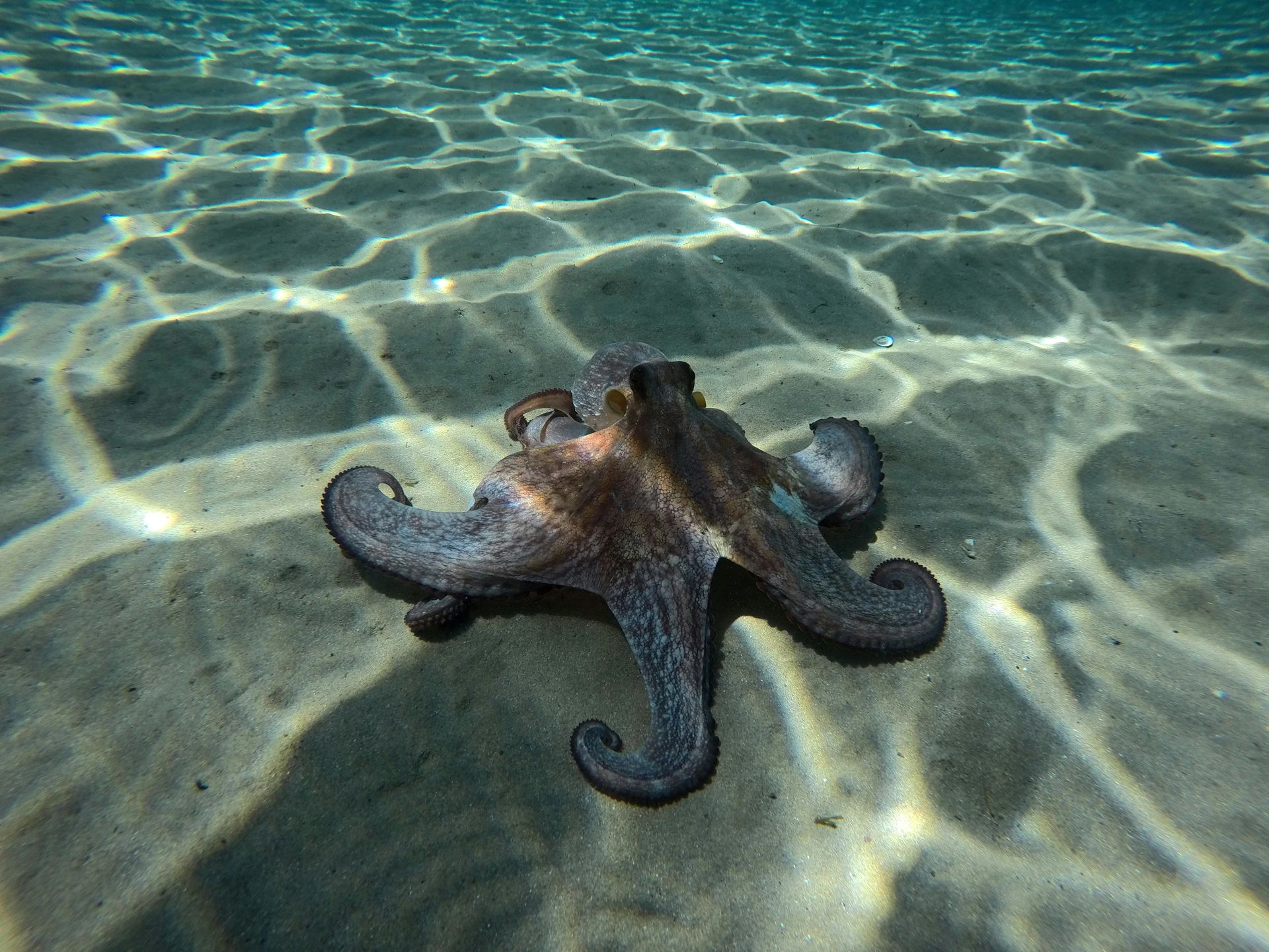 Octopus Facts Short but Sweet Lives