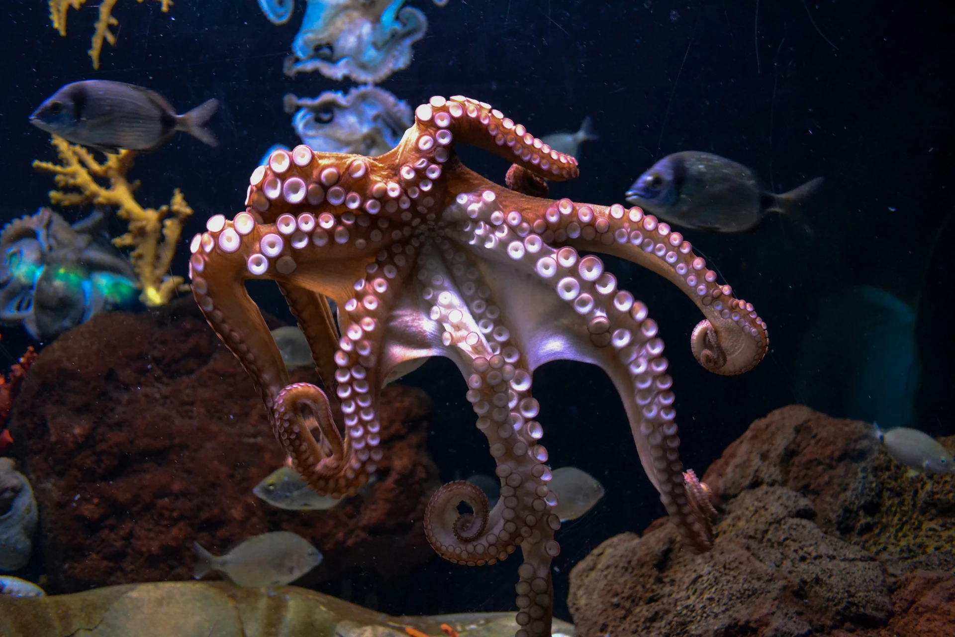 Octopus Facts The Curious Case of Arms Autonomy