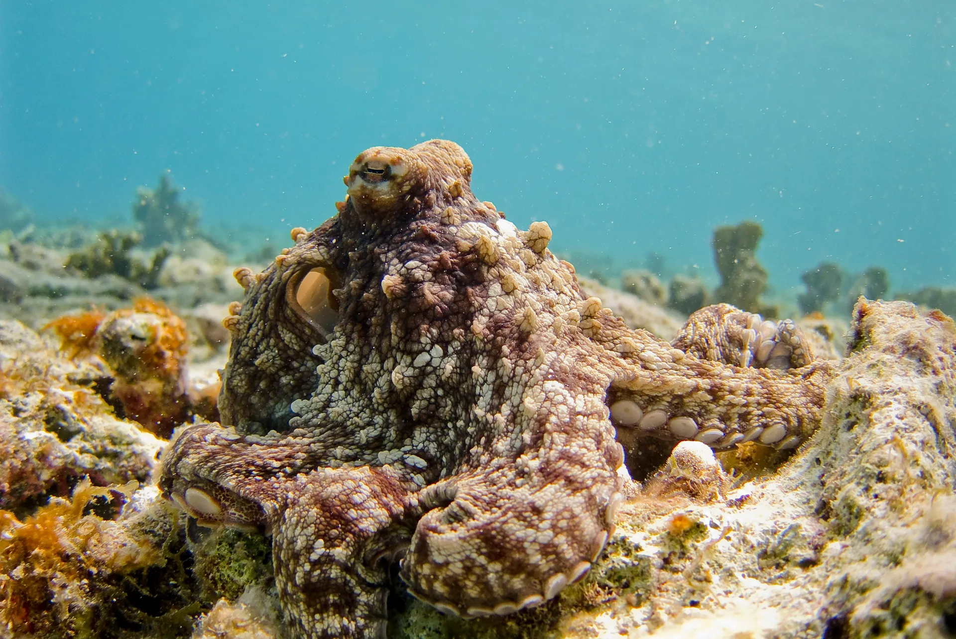 Octopuses Masters of Camouflage