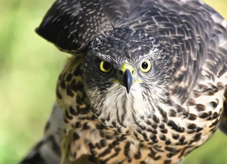 Peregrine Falcon: A Bird Faster Than a F1 Car!