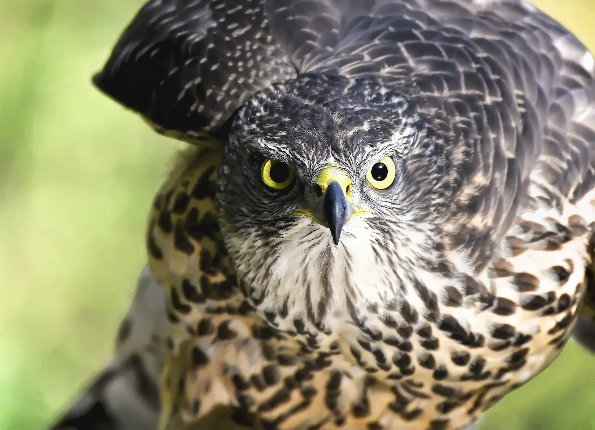 Peregrine Falcon Appearance and Size