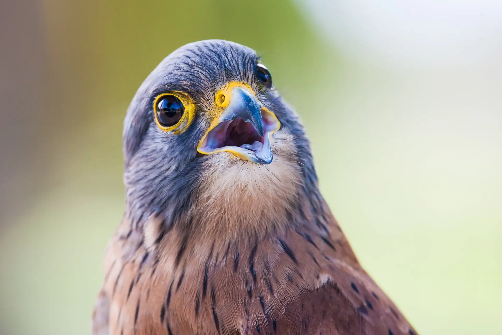 Peregrine Falcon Breeding and Nesting