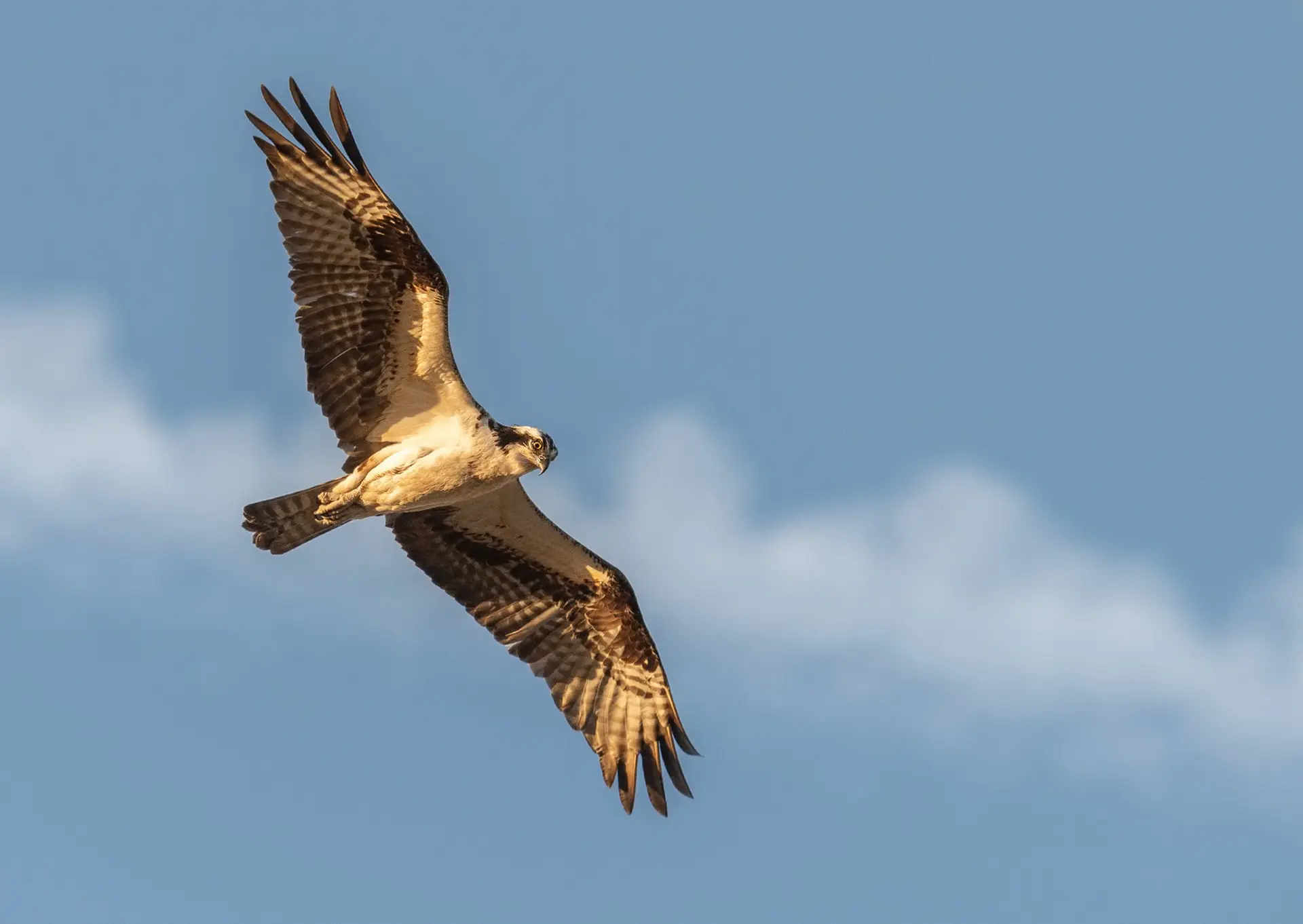 Peregrine Falcon Speed and Hunting Techniques