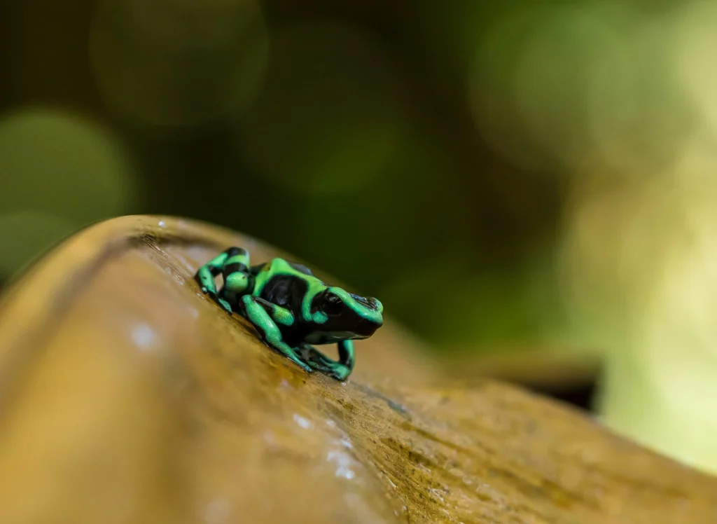 Poison Dart Frog Beauty Veiled in Venom
