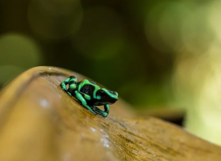World’s 10 Most Venomous Animals: From Scorpions to Poison Dart Frogs
