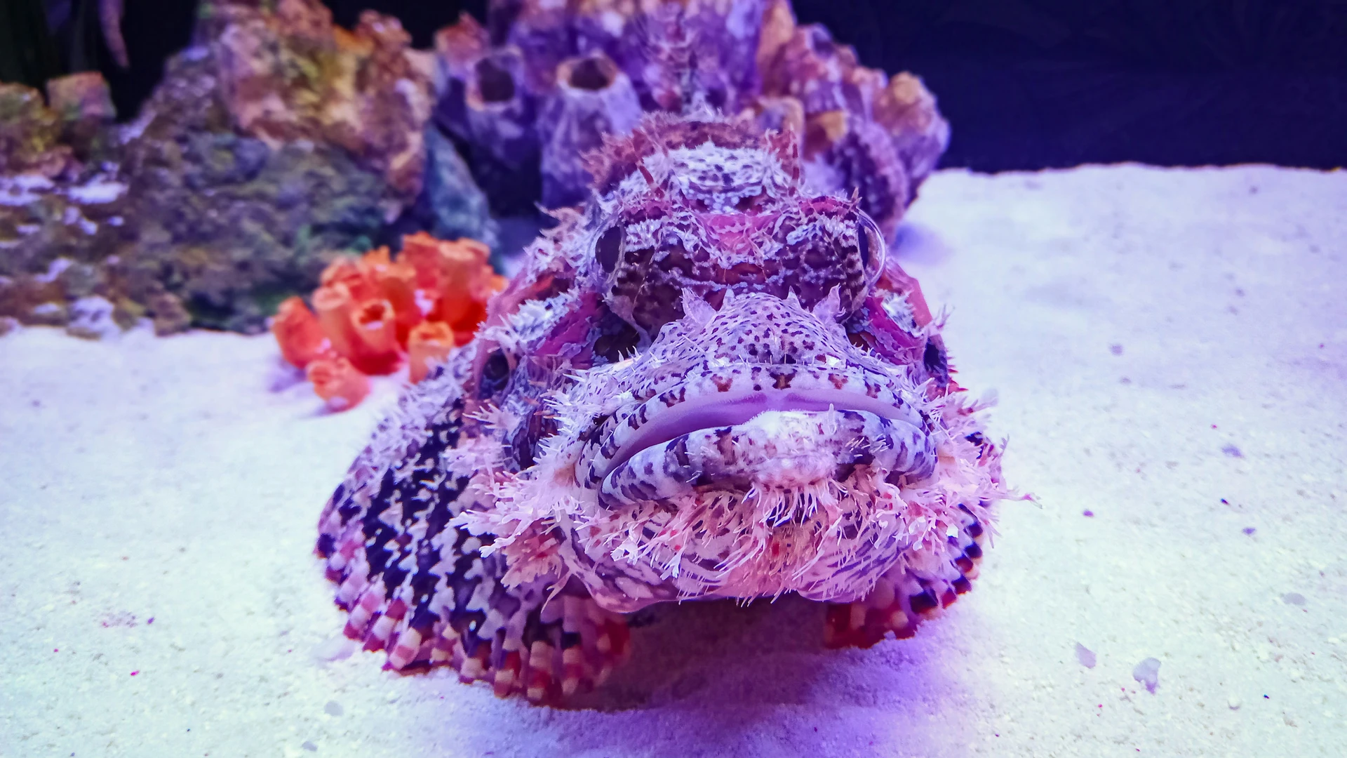 Stonefish Master of Camouflage and Venom