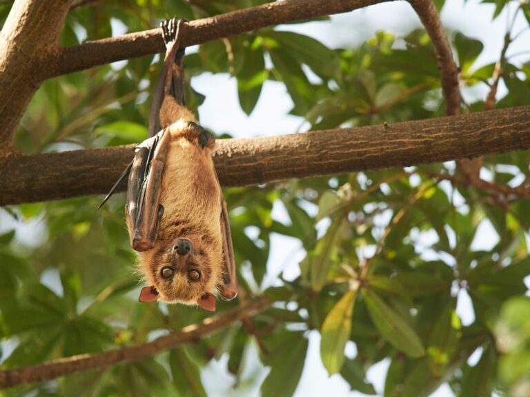 Nocturnal Animals: Intriguing Characteristics and Examples