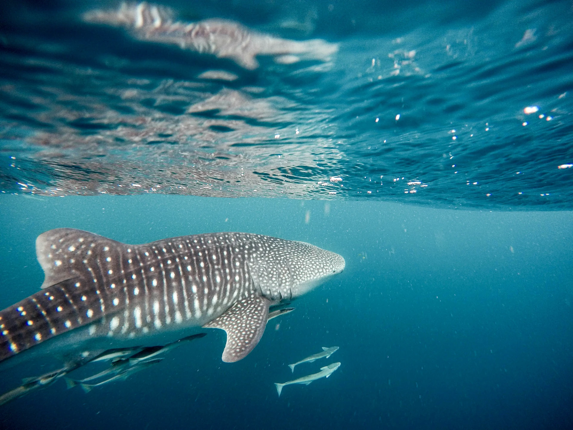 Whale Shark Behavior and Migration Patterns