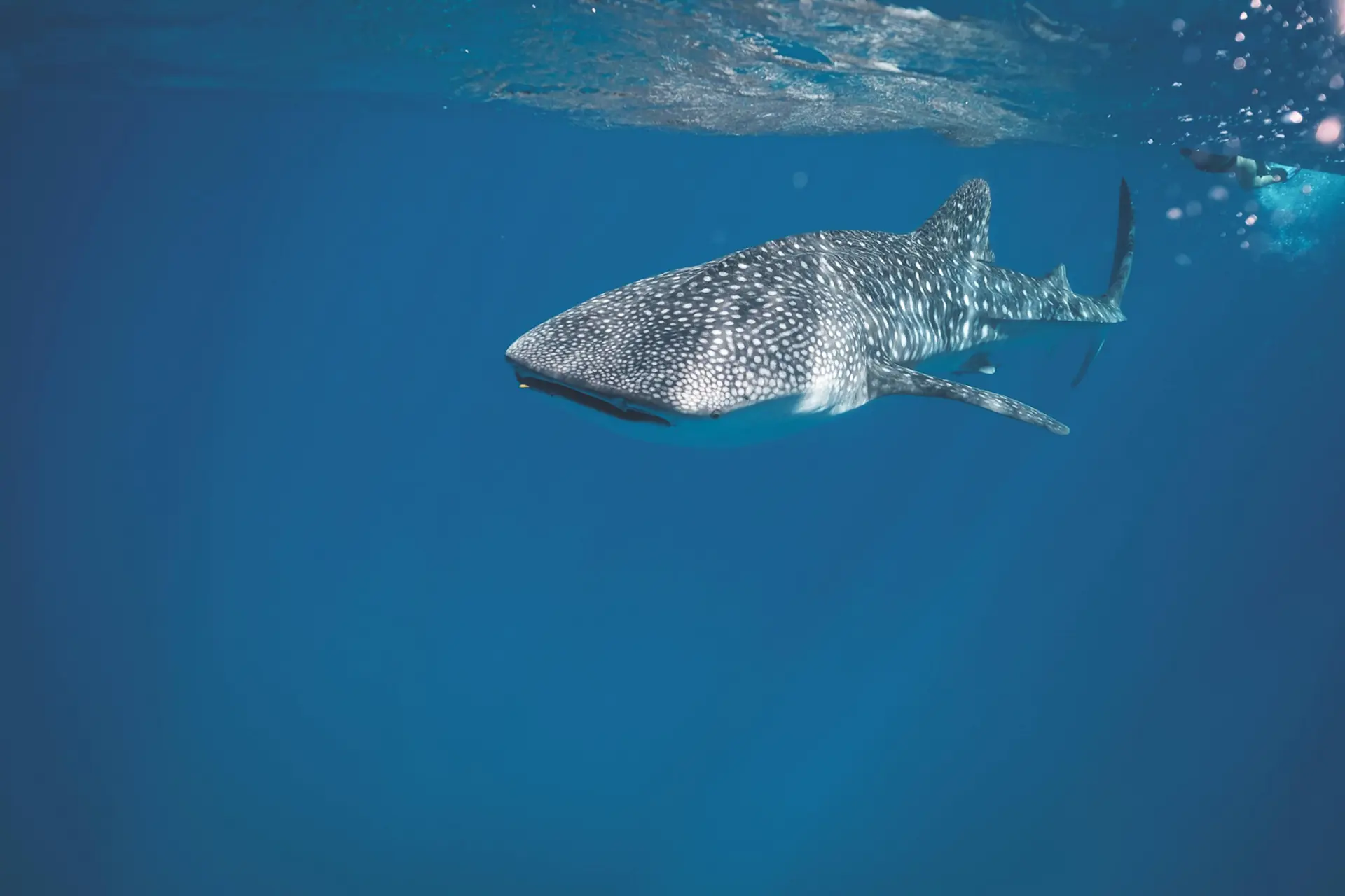 Whale Shark Conservation Status and Threats