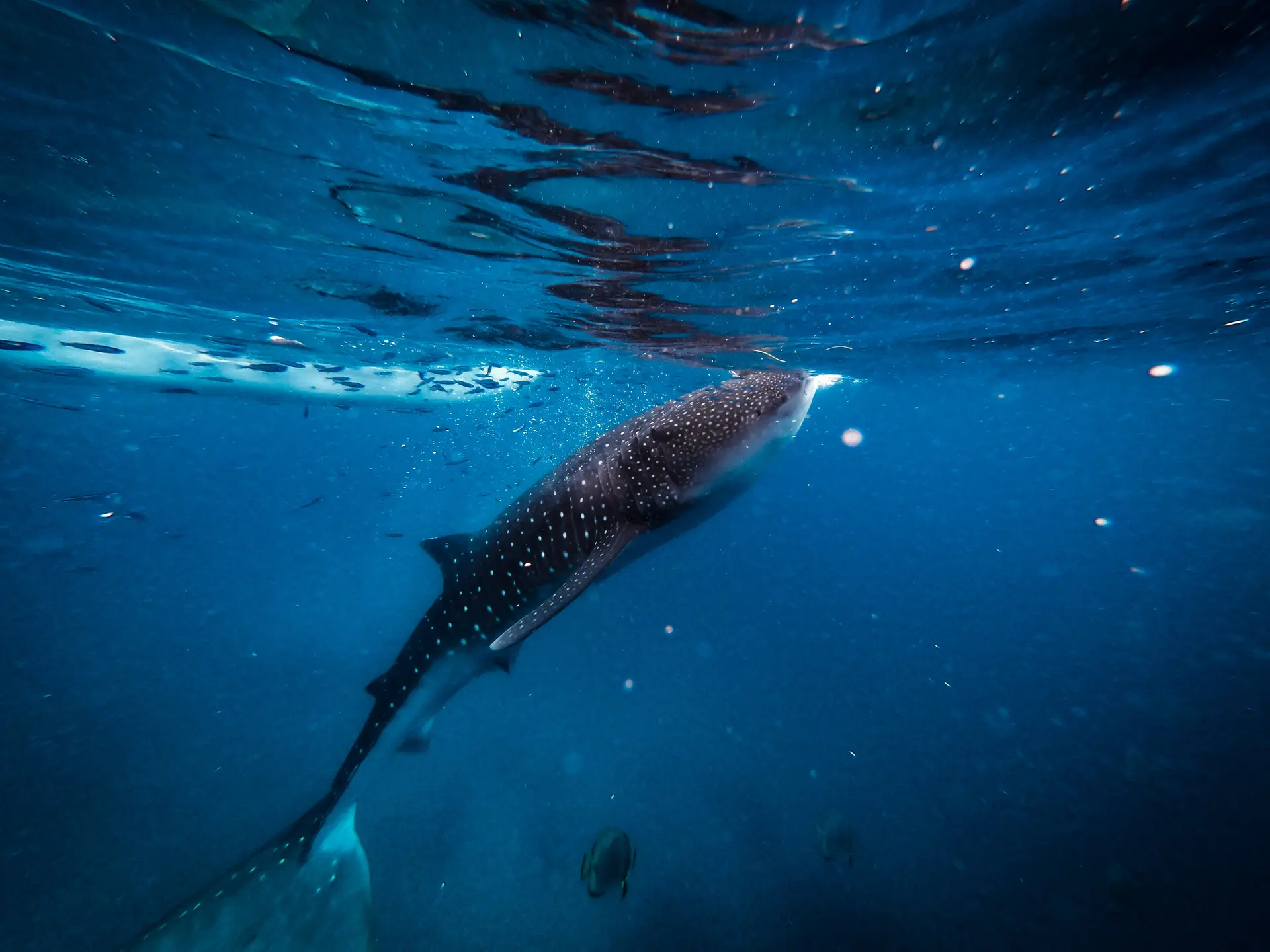 Whale Shark Feeding Behavior and Diet