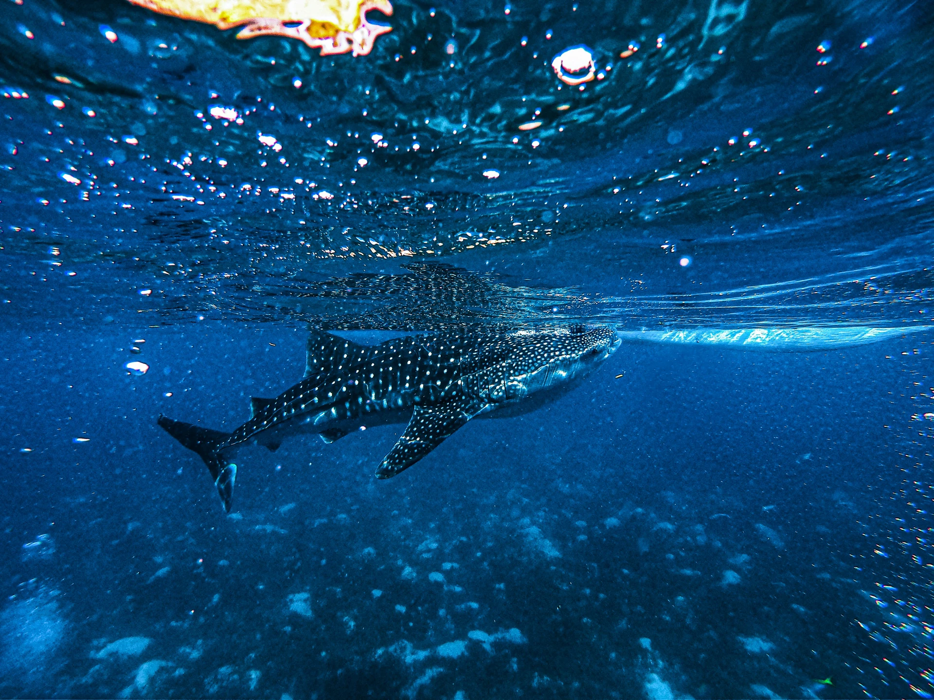 Whale Shark Learn More