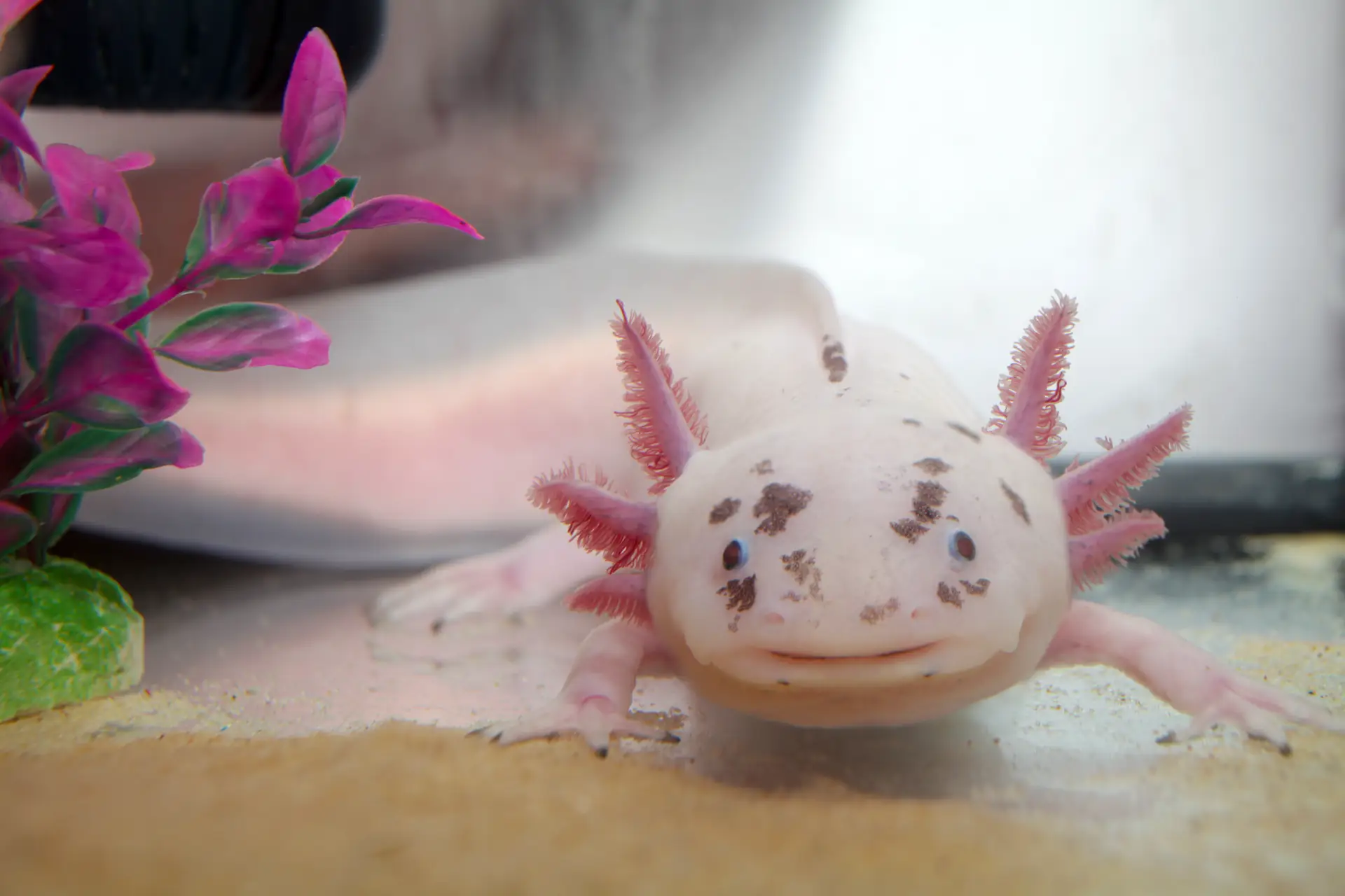 Axolotls - Caring for Axolotls as Pets