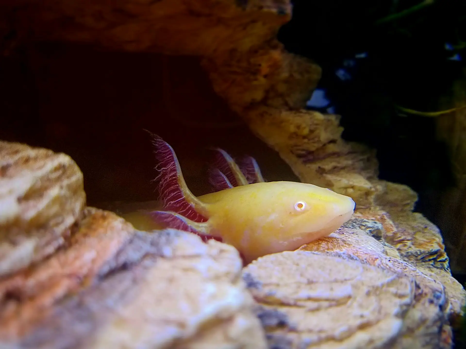 Axolotls - Habitat and Conservation