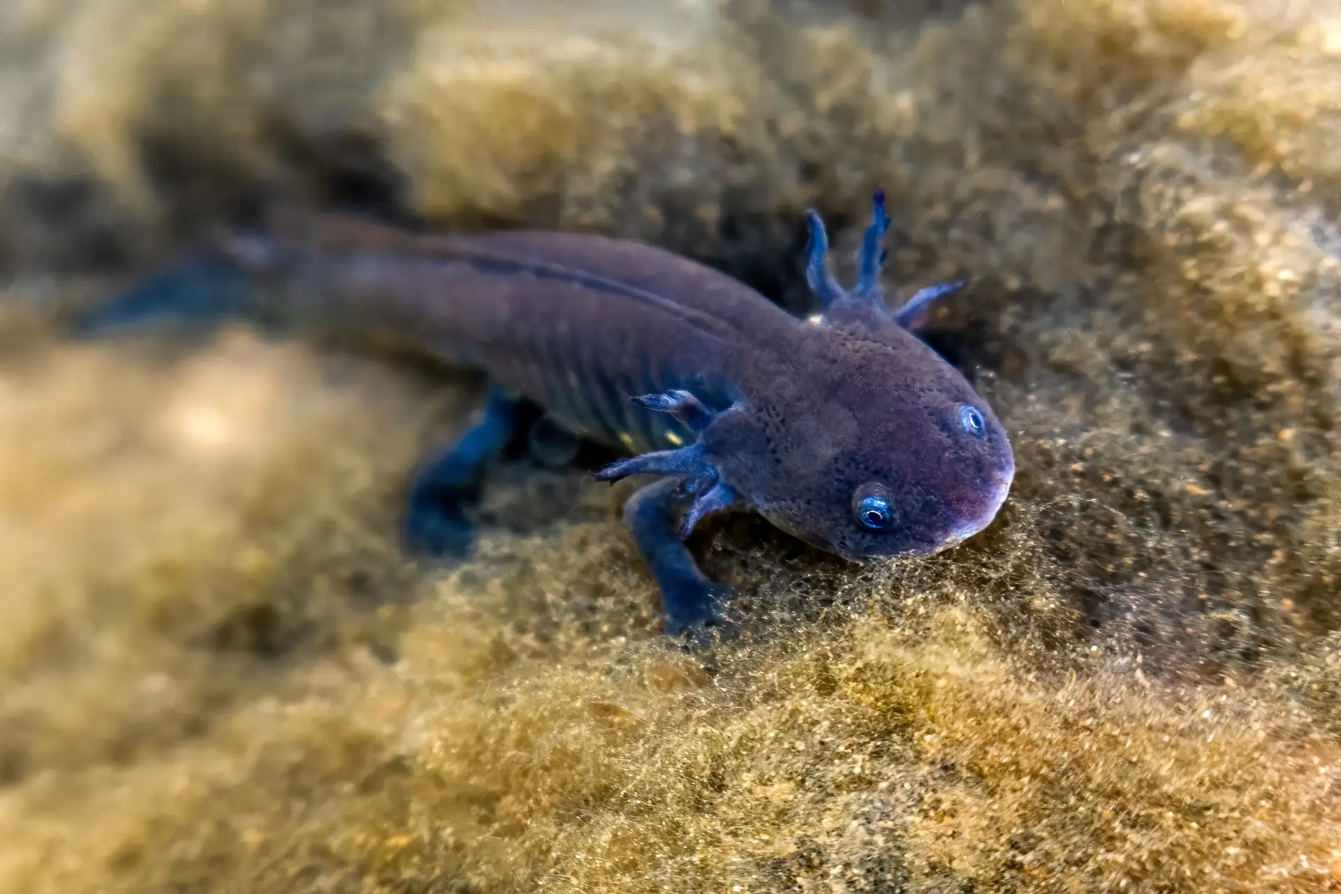 Axolotls - Interesting Facts About Axolotls