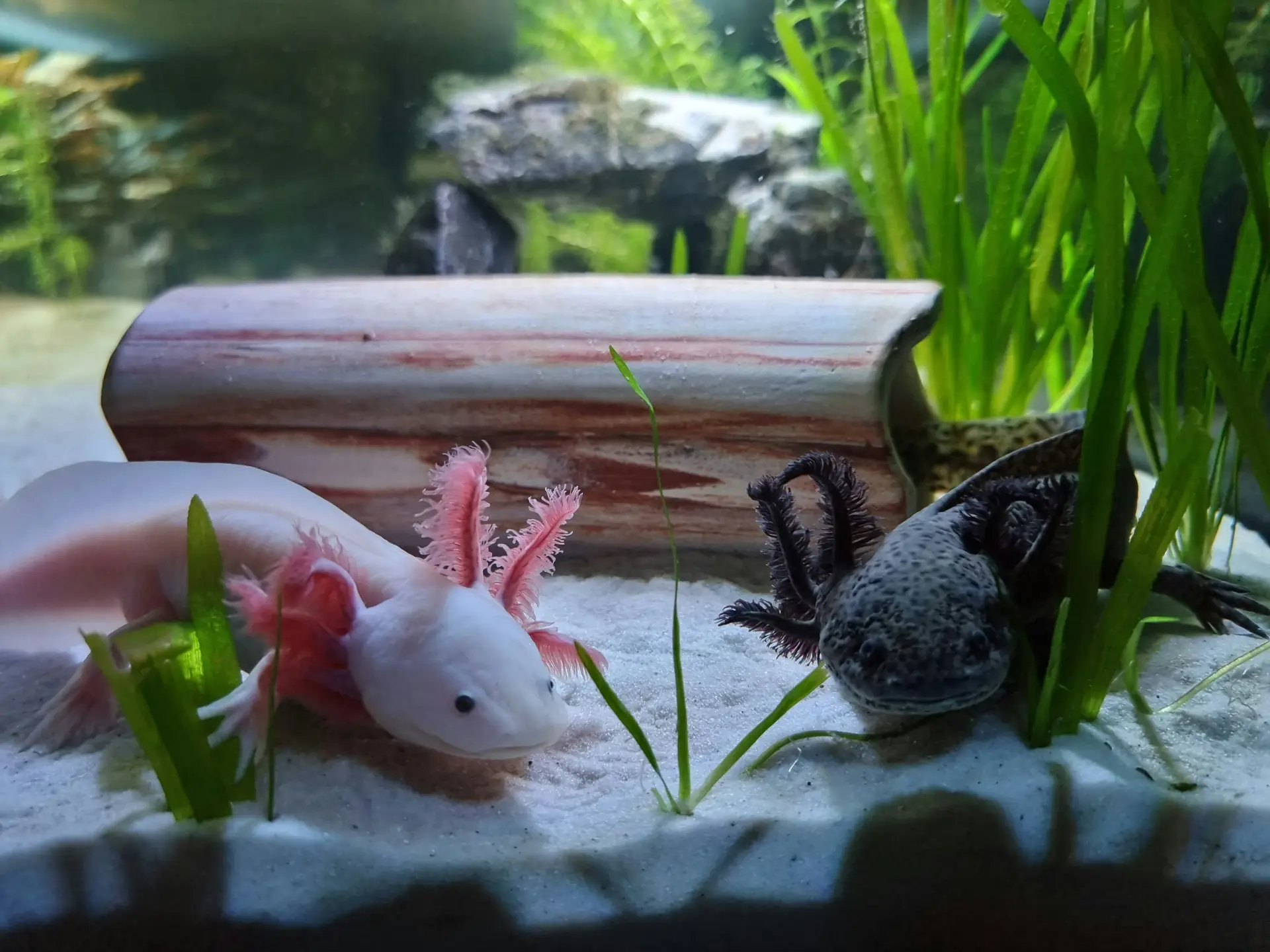 Axolotls - Physical Characteristics