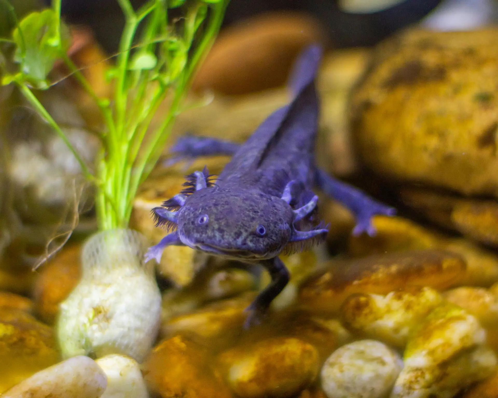 Axolotls - The Science Behind Regeneration