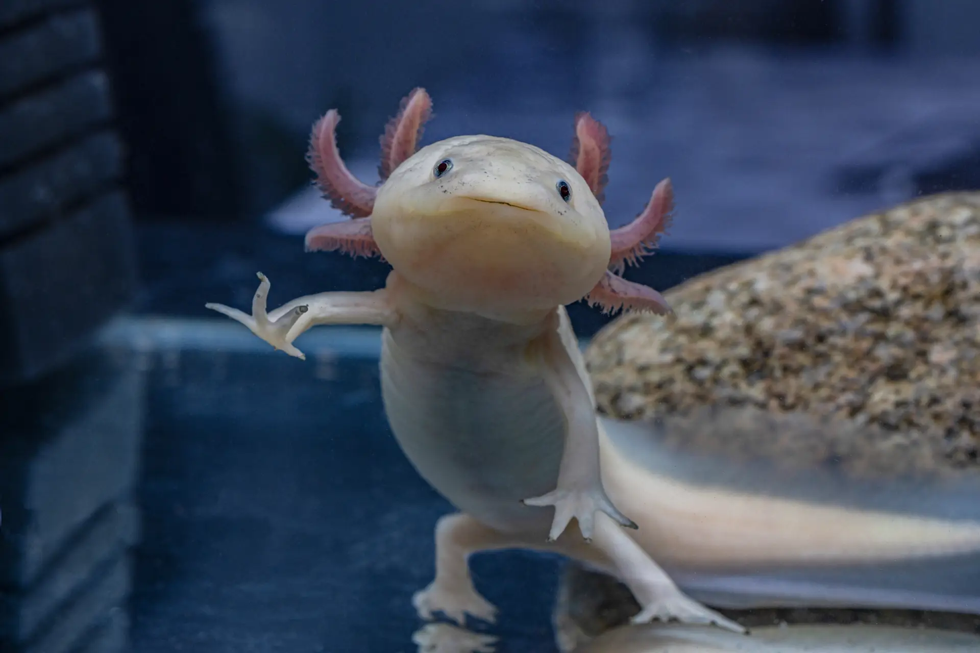 Axolotls - What Are Axolotls