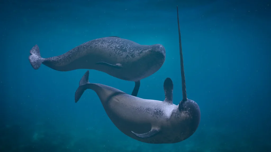 Narwhals - Featured Image