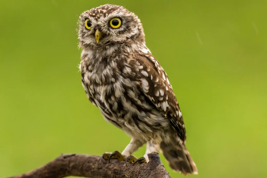 Owls - The Mystique of Owls - Featured Image