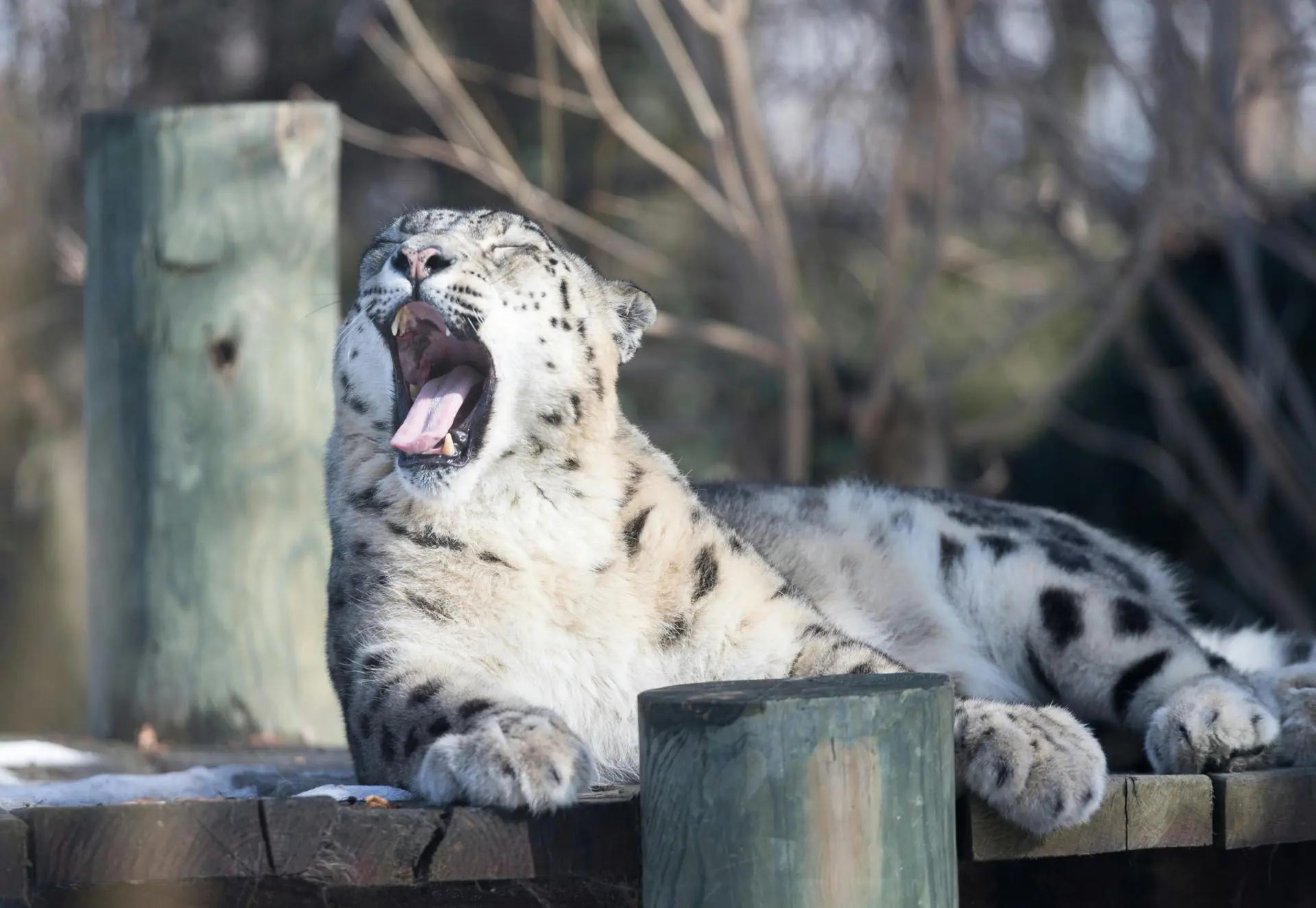 Snow Leopard Behavior