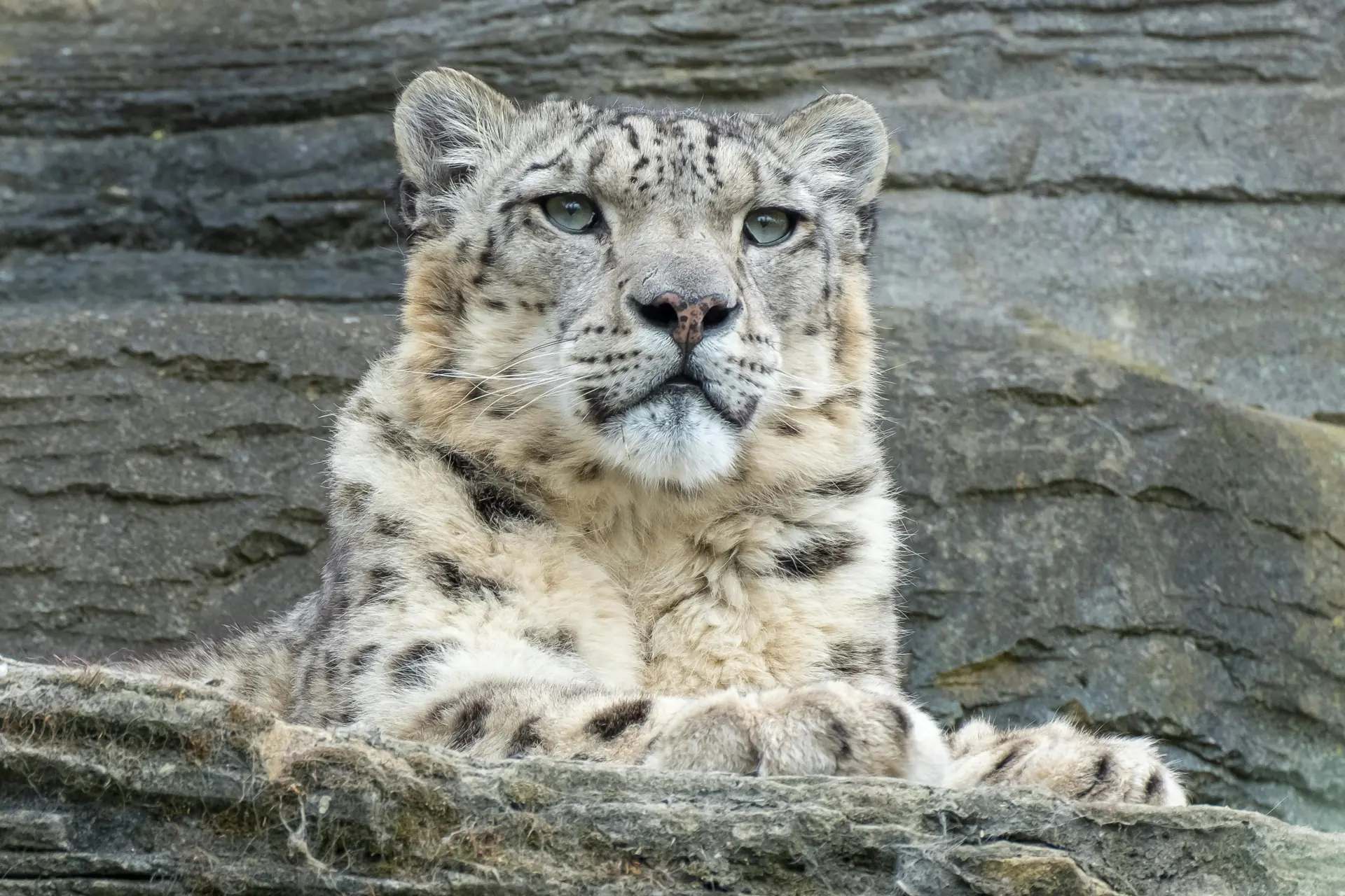 Snow Leopard - Conservation and Threats