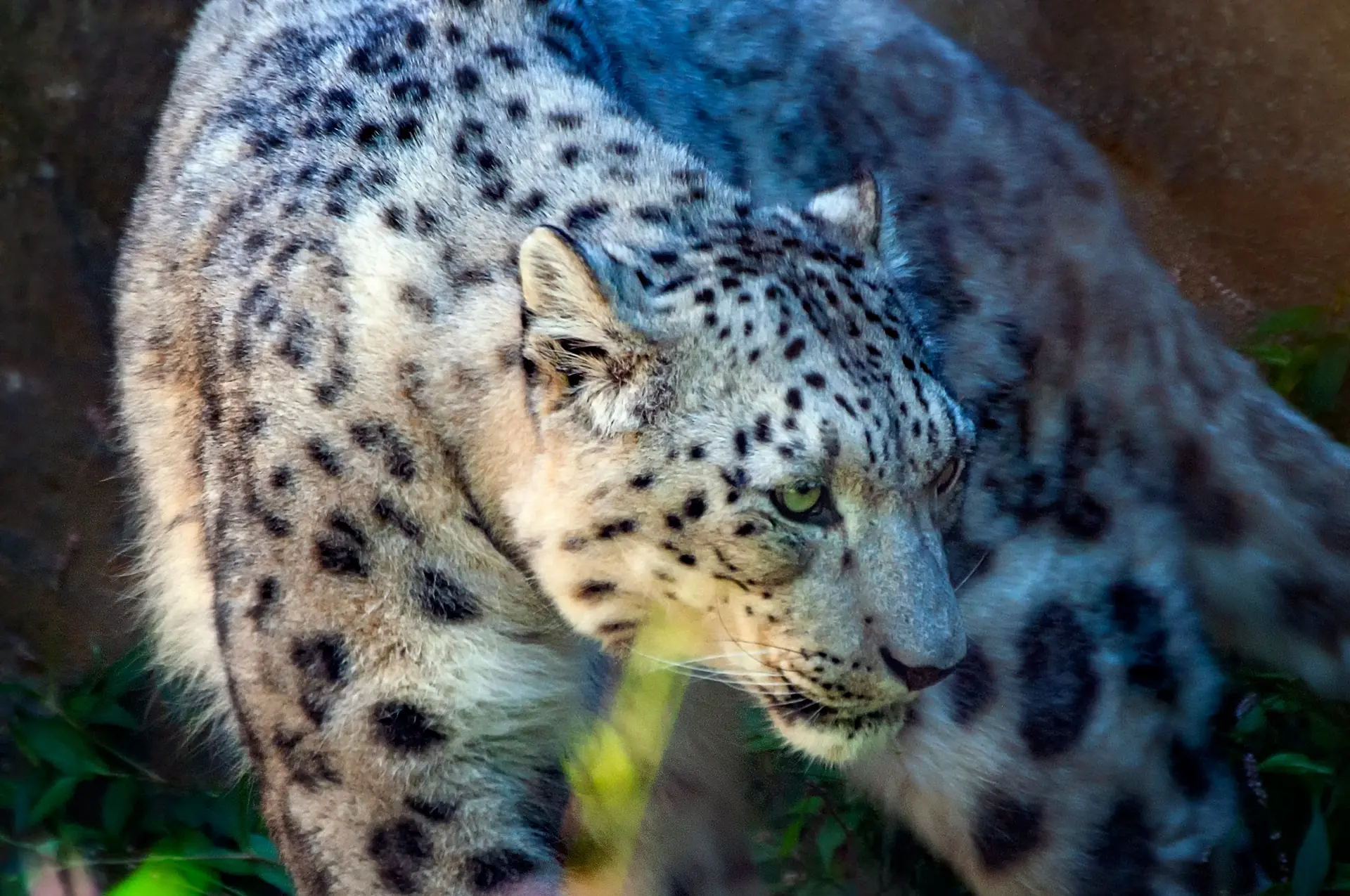 Snow Leopard - Featured Image