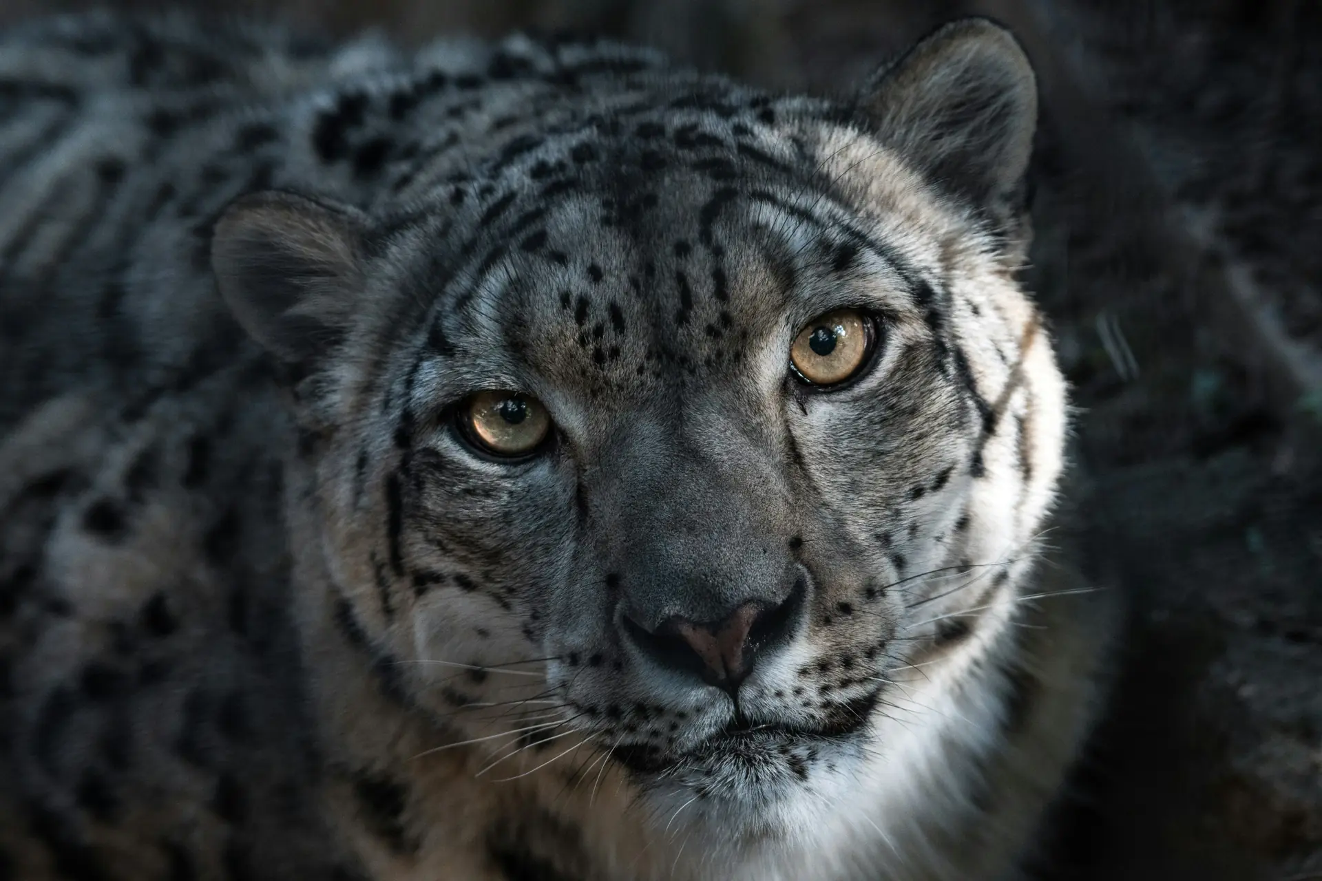 Snow Leopards - Facts