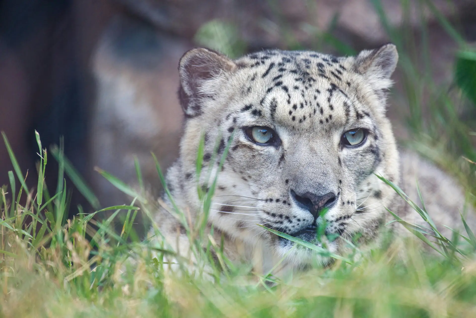 Snow Leopards - Learn More