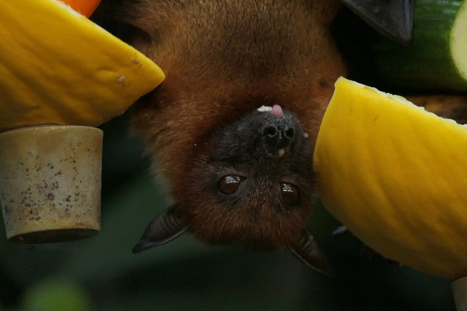 Animals That Have Inspired Technology - Bats