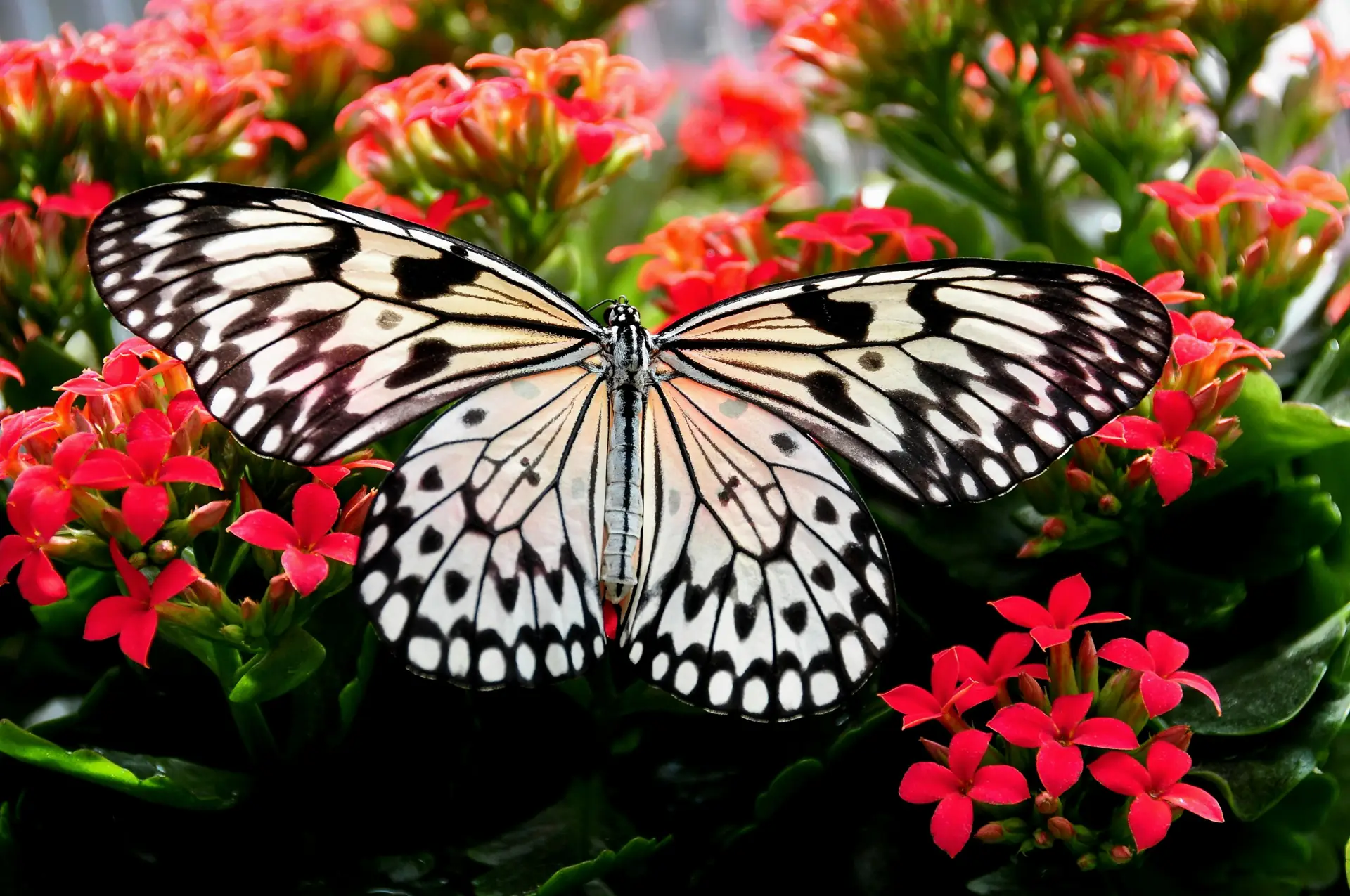 Animals That Have Inspired Technology - Butterflies