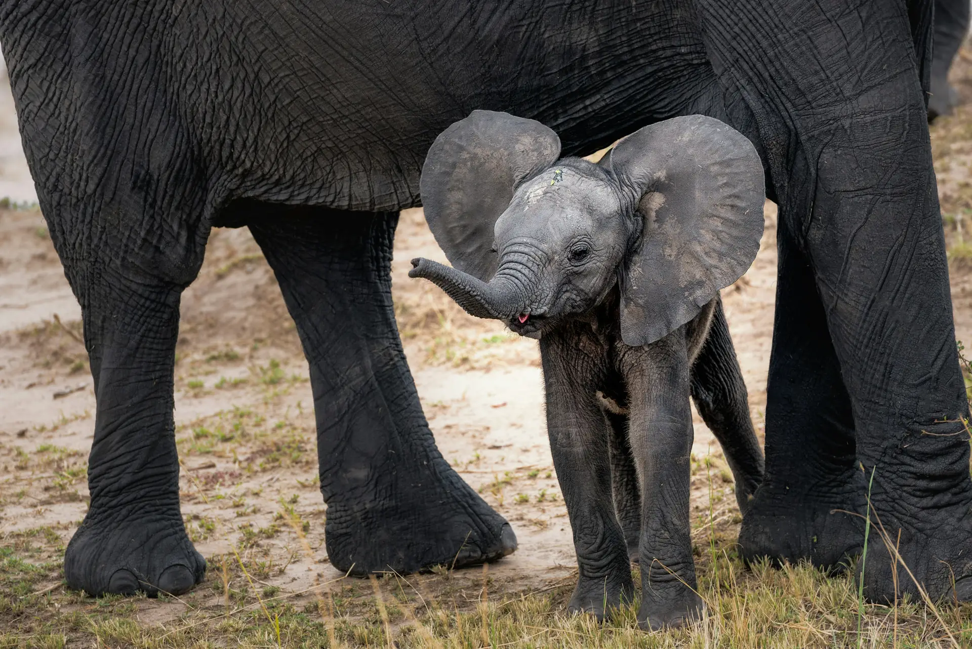 Animals That Have Inspired Technology - Elephants