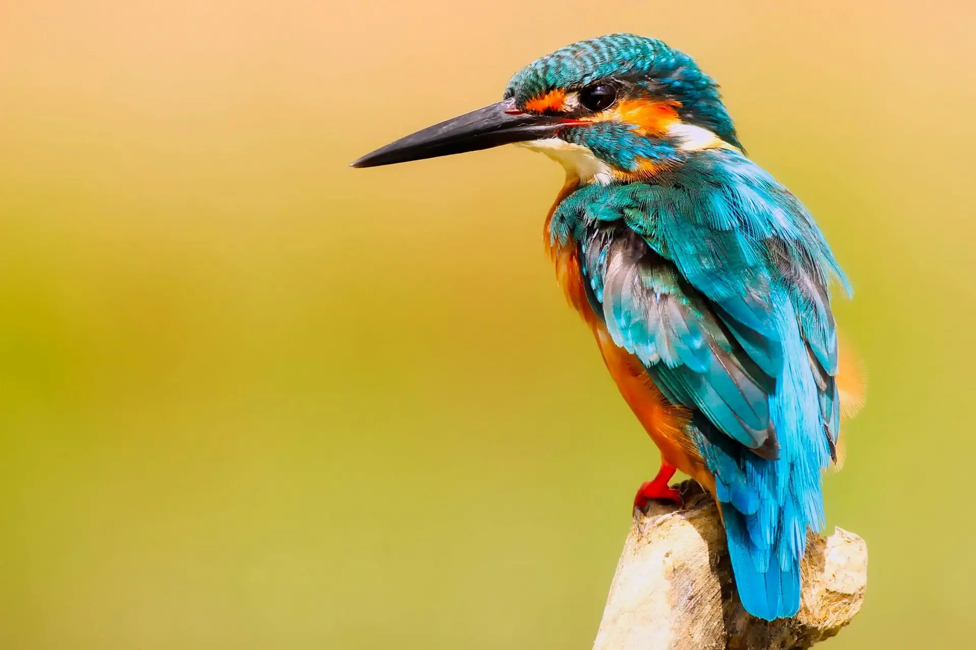 Animals That Have Inspired Technology - Kingfisher