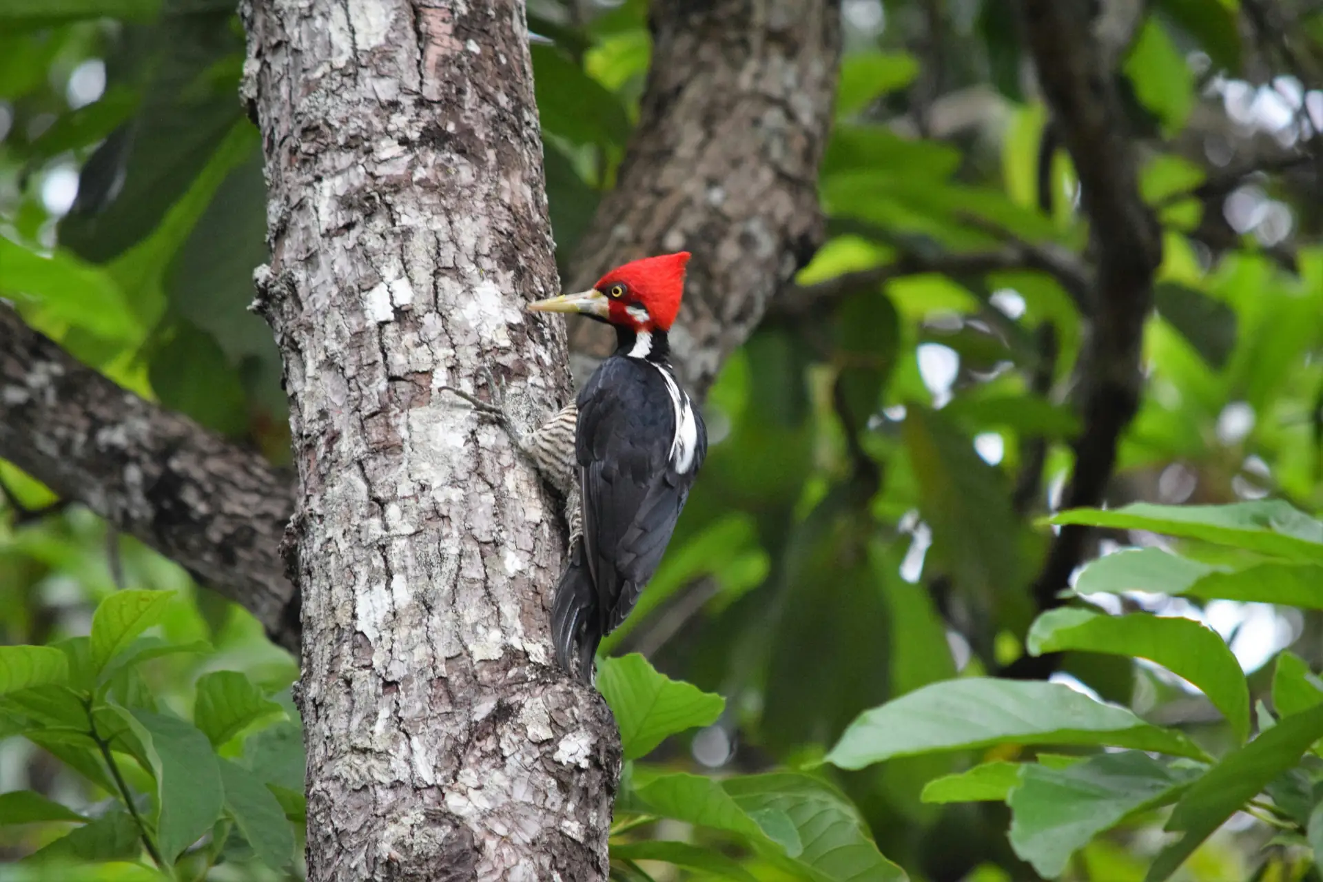 Animals That Have Inspired Technology - Woodpeckers