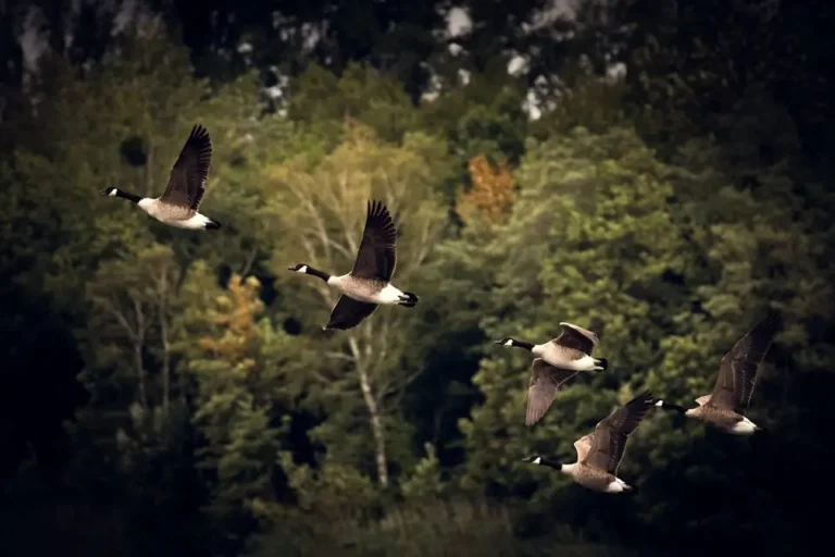 Animal Migrations: Nature’s Longest Journeys