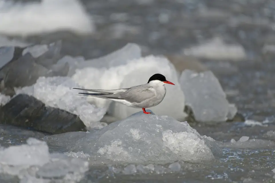 Animal Migrations How Human Activities Impact Animal Migrations