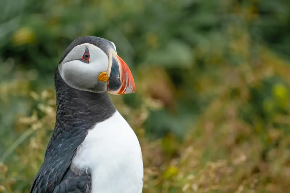 Animal Migrations The Ecological Impact of Animal Migrations