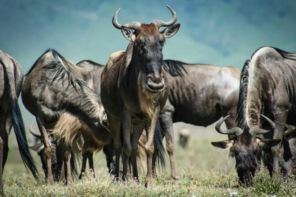 Animal Migrations The Future of Animal Migrations in a Changing World