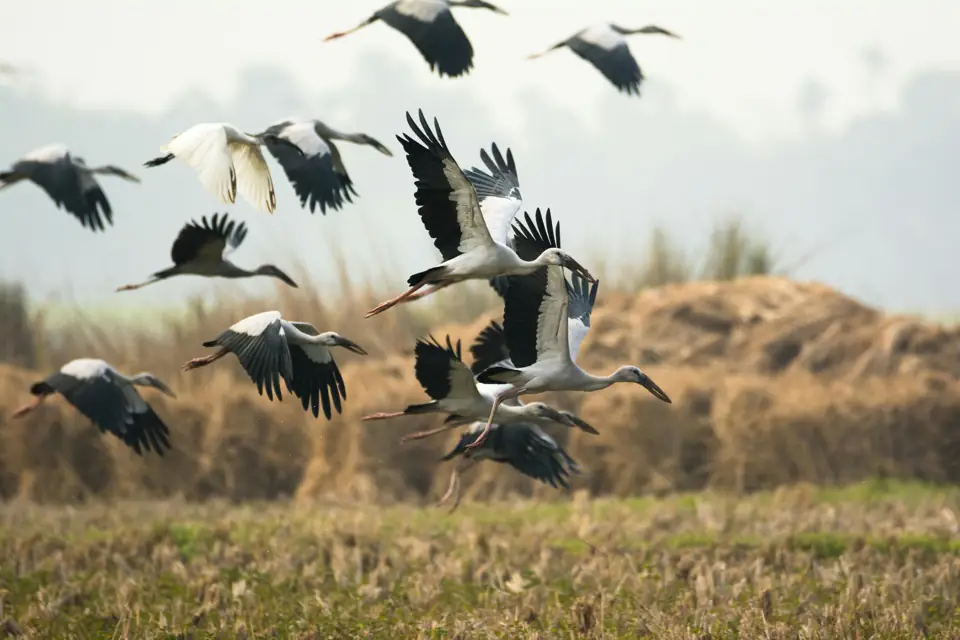 Animal Migrations The Science Behind Animal Migrations