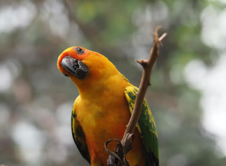 History of Domesticated Animals Environment Culture and the Shaping of Domesticated Species