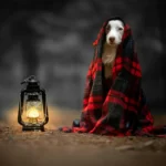 History of Domesticated Animals Featured Image